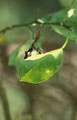 <b>Phyllocrania illuden.</b>Mante endémique malgache. Mante endémique malgache, Phyllocrania illudens 