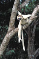 <b>Propithecus verreauxi.</b>Lémurien endémique de Madagascar. Propithecus verreauxi, Propithèque de Verreaux, lémurien endémique de Madagascar. 