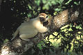 <b>Propithecus verreauxi.</b>Lémurien endémique Propithecus verreauxi, Propithèque de Verreaux, lémurien endémique de Madagascar. 