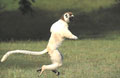 <b>Propithecus verreauxi.</b>Sifaka de Verreau. Lémurien diurne dont le corps mesure 45 cm, plus une queue de 55 cm. Très agile, il se déplace par bonds de plusieurs mètres de branche en branche ou à terre. Réparti dans le sud et sud-est de l'île, il constitue des groupes de 6 à 8 individus pour une seule famille, ou d'une quinzaine de membres comprenant dans ce cas plusieurs mâles et femelles. Bien qu'il soit menacé par la déforestation et la chasse dans certaines régions, il bénéficie dans d'autres d'une aura qui le rend tabou et le protège. Sifaka de Verreaux, lémurien endémique de Madagascar. 
