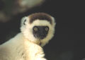 <b>Propithecus verreauxi.</b>L'origine latine du mot lémurien ou lémur le désigne comme un fantôme, c'est peut-être pourquoi certaines ethnies malgaches en ont peur et le respectent. Par contre, d'autres le mangent peut-être le font-elles pour conjurer le sort... Propithèque de Verreaux, Propithecus verreauxi, lémur endémique de Madagascar. 