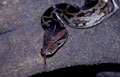 <b>Python molurus.</b> Il mesure 3 à 4 m, possède des dents, courtes mais pointues, incurvées vers l'arrière, comme une nasse forçant la proie qu'il avale à avancer vers le fond de sa gorge mais l'empêche d'en sortir. C'est un ovipare (reproduction par oeuf). La femelle couve ses oeufs lovés contre elle et, en cas de baisse de la température extérieure, contracte régulièrement les muscles de sa paroi abdominale, provoquant un afflux de sang qui réchauffe ainsi la ponte. Python indien ou python molure d'Inde 