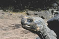  Tortue Galapago terrestre ou Tortue géante des îles Galapagos 