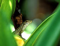 <b>Zonosaurus maximus.</b>Le plus grand du genre. Espèce endémique malgache qui vit à proximié de l'eau. Iguane endémique malgache. Zonosaurus maximus. 