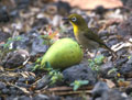  Zosterops du Japon passereau des iles Hawaii 