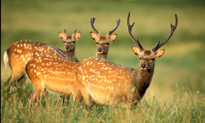 Cerf sika