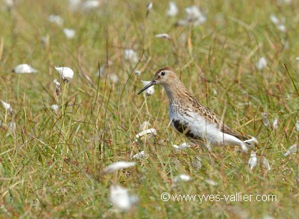 Bécasseau variable.