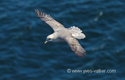 Fulmar boréal