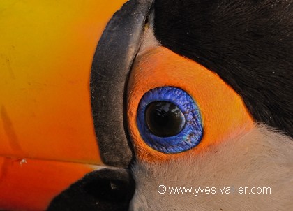 Toucan toco