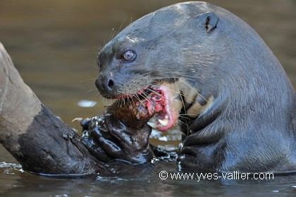Loutre géante du Brésil