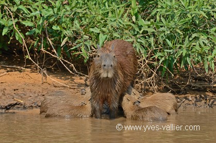 Capybara.