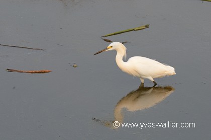 Aigrette neigeuse