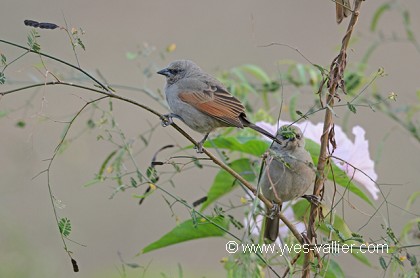 Vacher à ailes baies