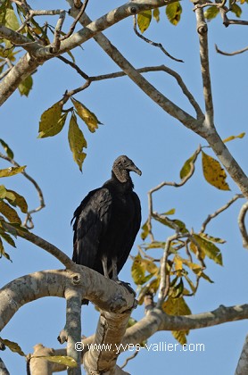 Urubu noir.