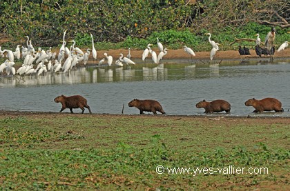 Capybara.