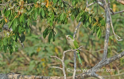 Conure veuve
