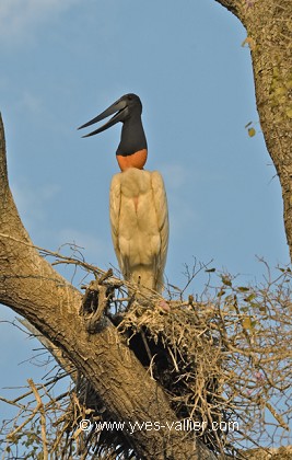 Jabiru d'Amérique