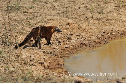 Coati roux.