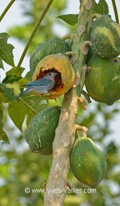 Tangara sayaca.