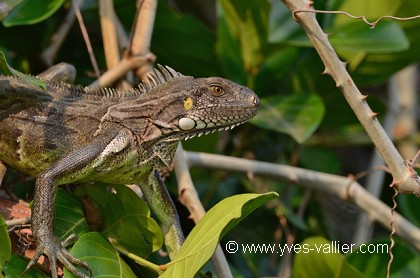 Iguane
