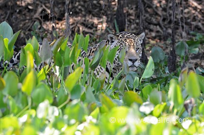 Jaguar.
