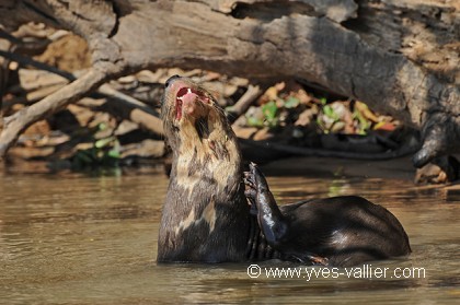 Loutre géante du Brésil.