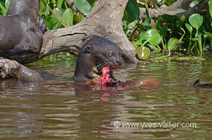 Loutre géante du Brésil.