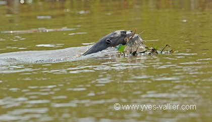 Loutre géante du Brésil.