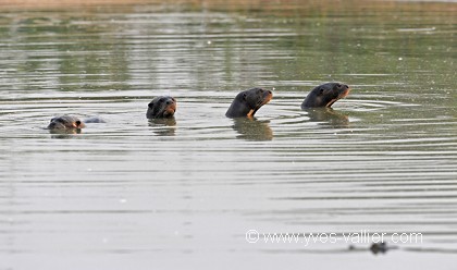 Loutre géante du Brésil.