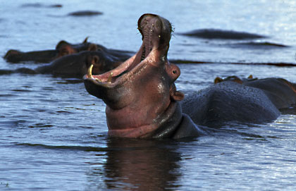 Hippopotame
