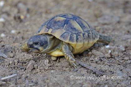 Tortue d'Hermann.