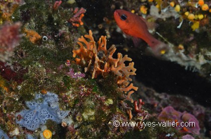 Faux corail