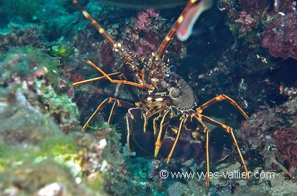 Langouste
