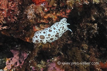 Doris dalmatien.