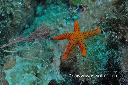 Etoile de mer rouge.