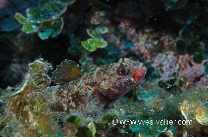 Gobie à bouche rouge.