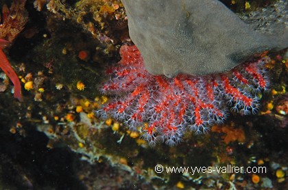 Corail rouge de Méditerranée.