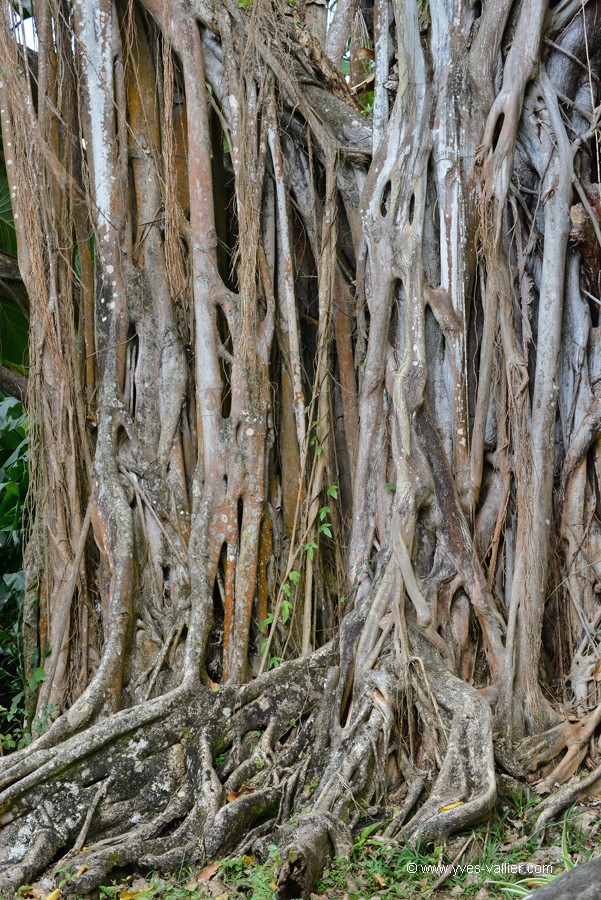 Guadeloupe. Banian