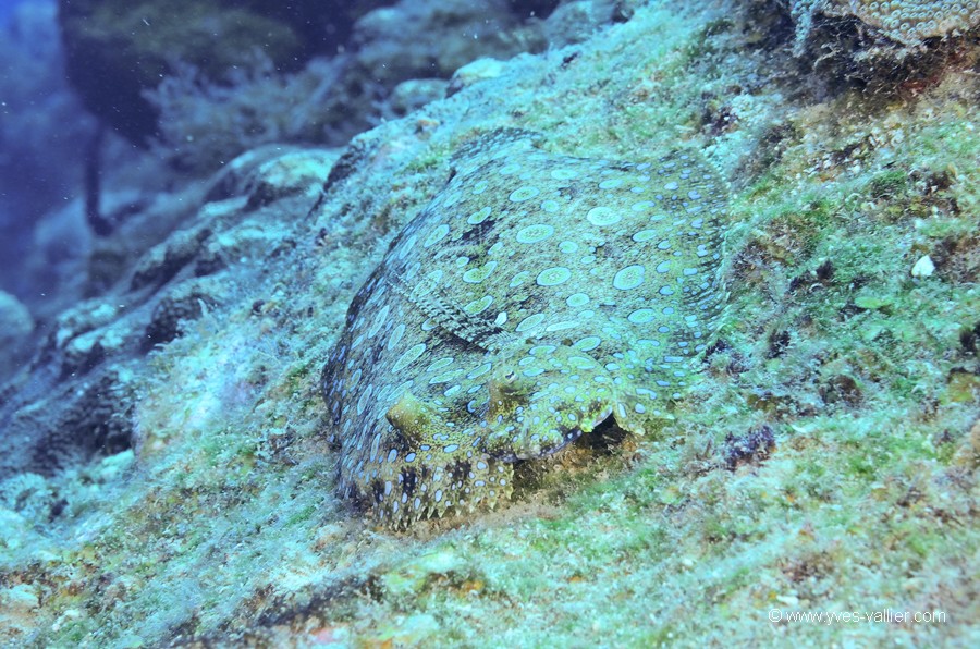 Mer des Caraïbes. Carrelet paon.