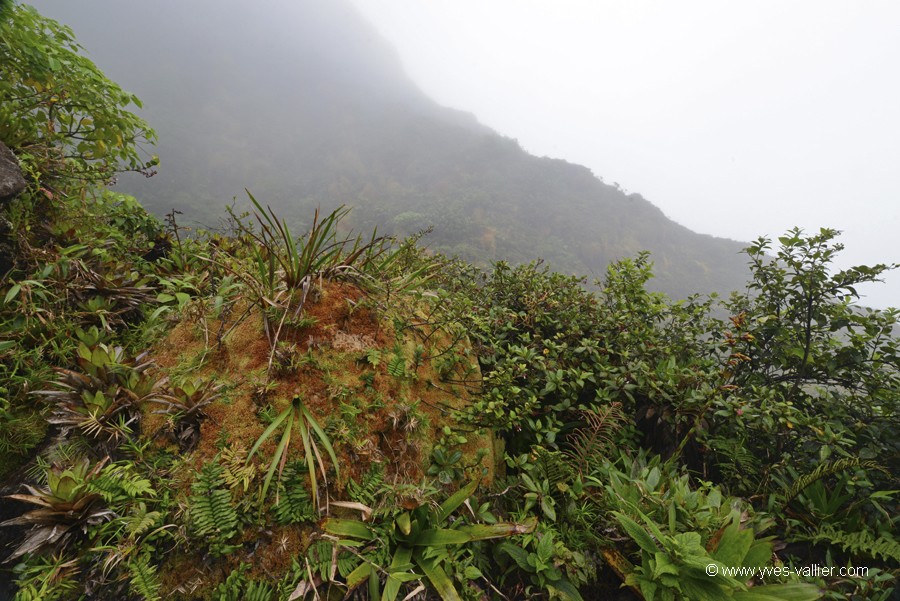 Guadeloupe. Flanc de la Soufrière.