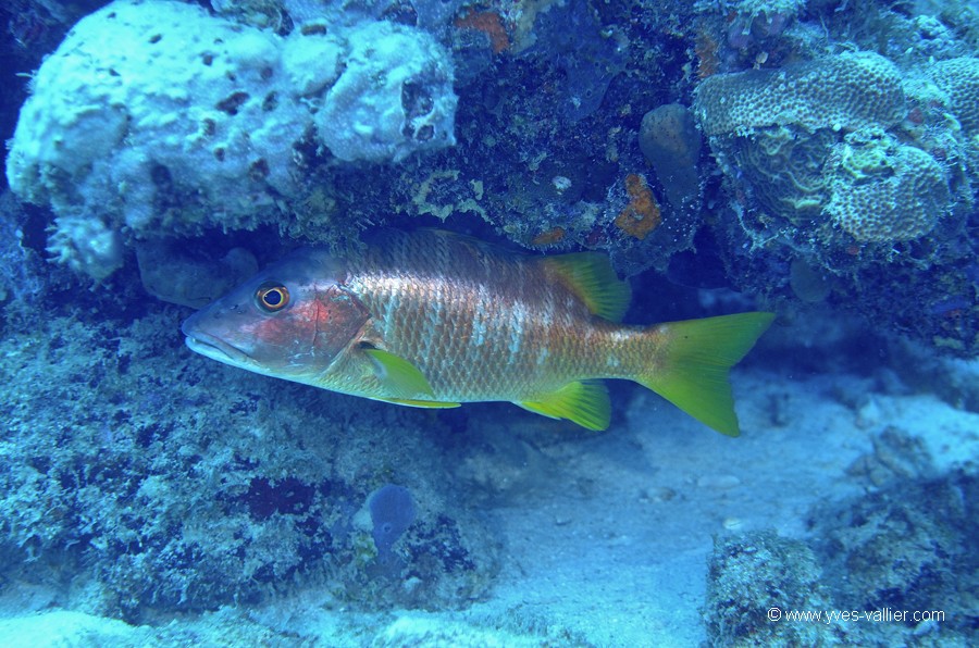 Mer des Caraïbes. Sarde jaune