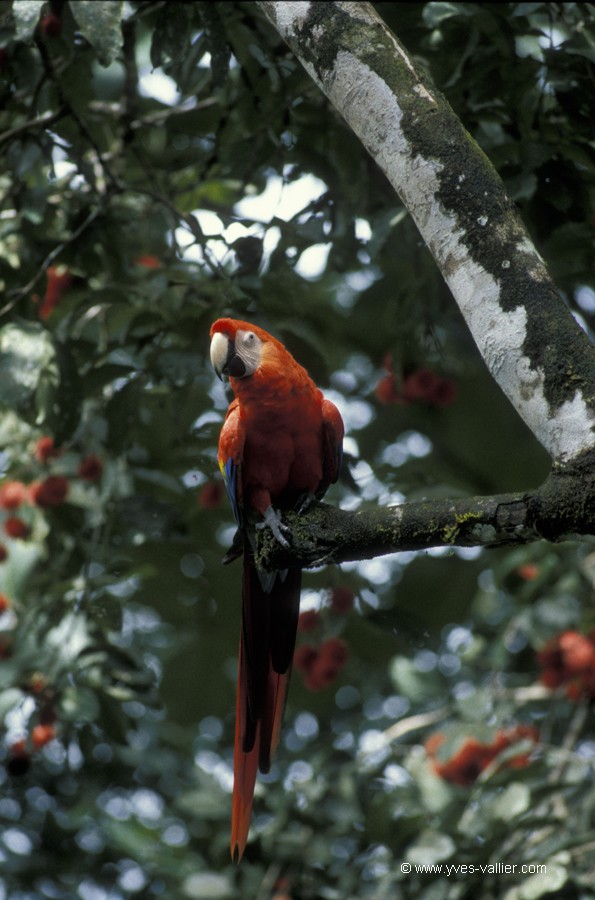 Costa Rica. Ara rouge.
