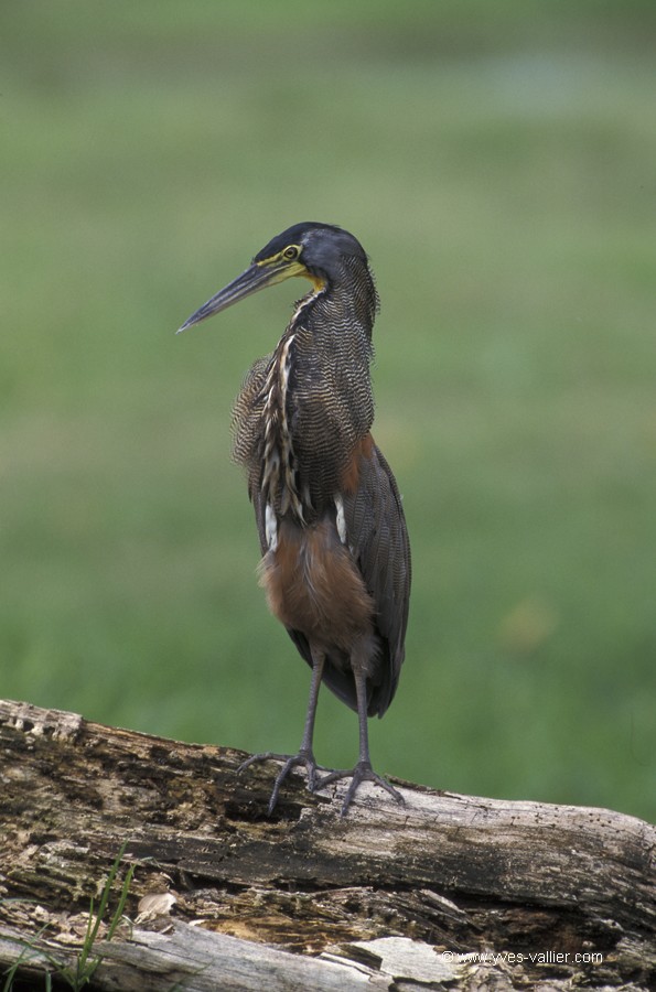 Costa Rica. Onoré du Mexique