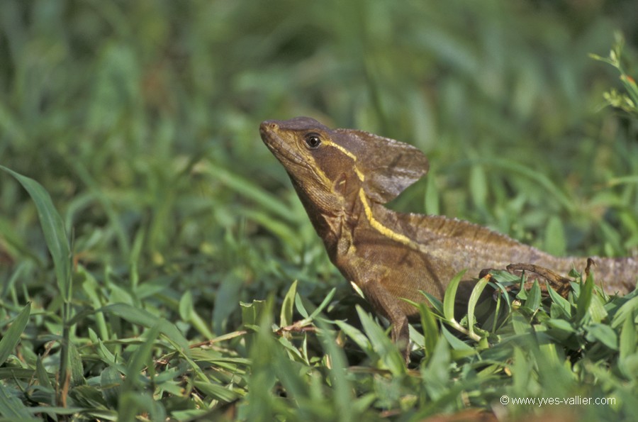 Costa Rica. Basilic à bandes.