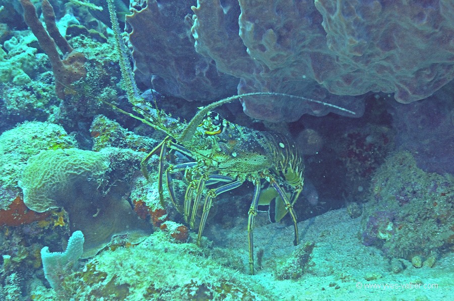 Langouste des Caraïbes