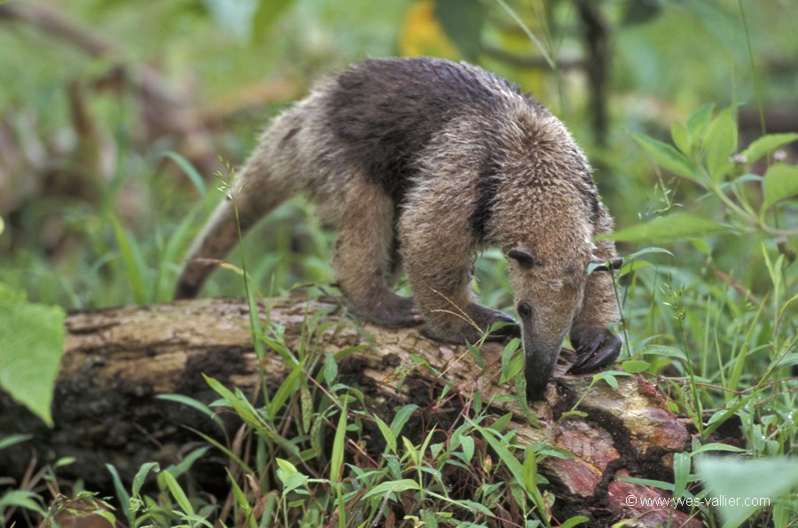 Costa Rica. Tamandua tétradactyle.