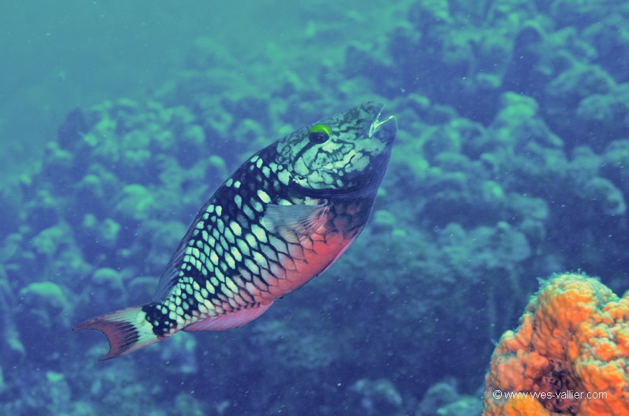 Mer des Caraïbes. Perroquet feu tricolore.