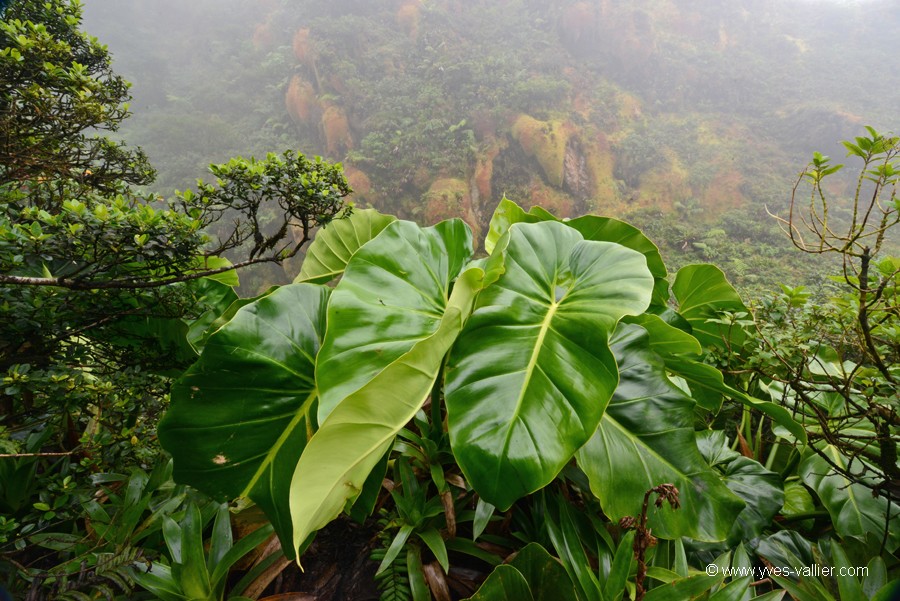 Guadeloupe. Flanc de la Soufrière.