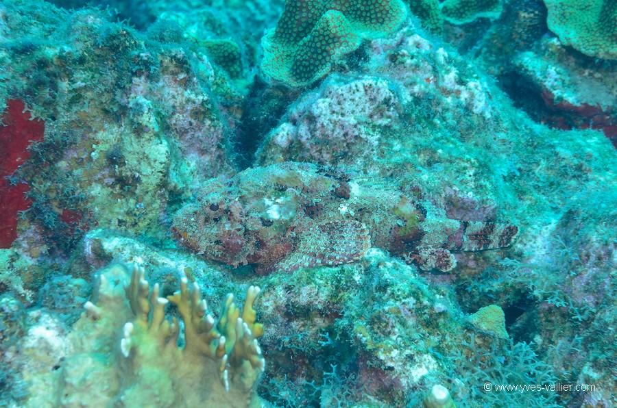Mer des Caraïbes. Poisson pierre.