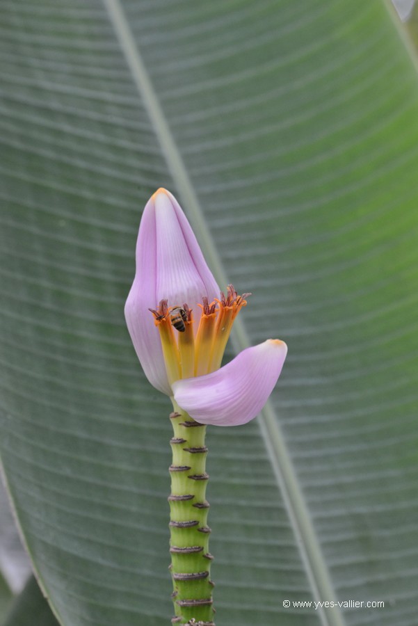 Guadeloupe. Fleur de bananier.
